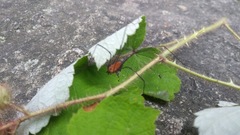 Leiobunum nigropalpi