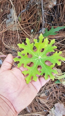 Psacaliopsis purpusii