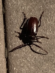 Prionus californicus