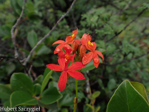 Epidendrum obrienianum observed 2026-03-22