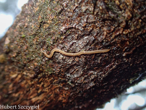 Geonemertes pelaensis observed 2026-03-22