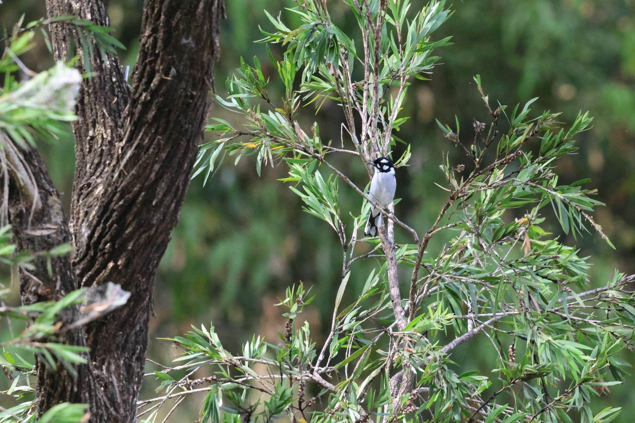 White-eared Monarch (Carterornis leucotis), photo 4