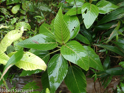 Touchardia latifolia observed 2026-03-22