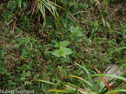 Boehmeria grandis observed 2026-03-22
