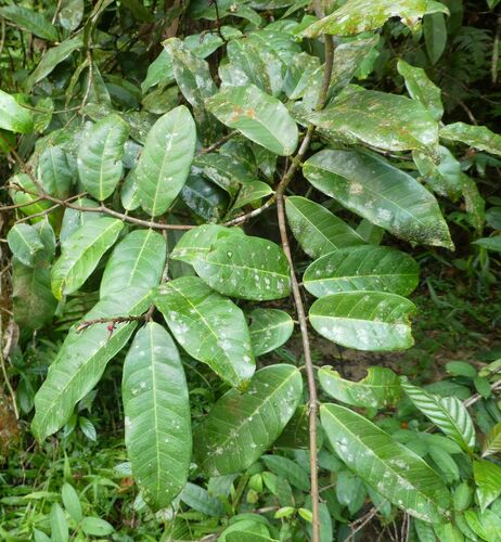 Landolphia owariensis