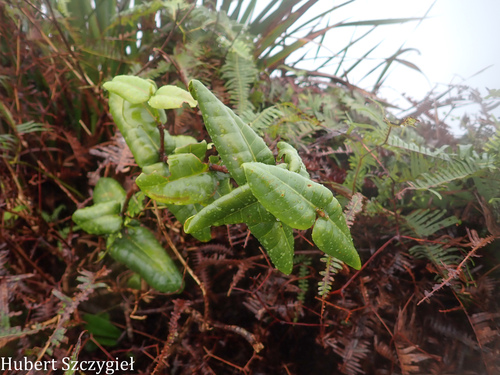 Melicope rotundifolia observed 2026-03-22