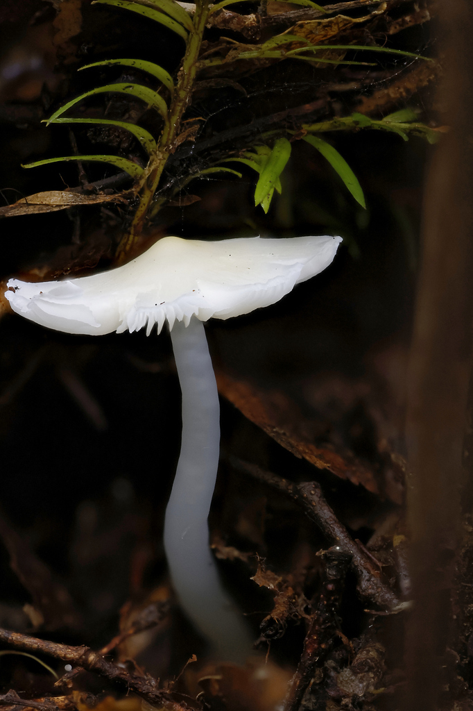 Humidicutis mavis · April 2026 · photo: © mstirling (iNaturalist, cc-by)
