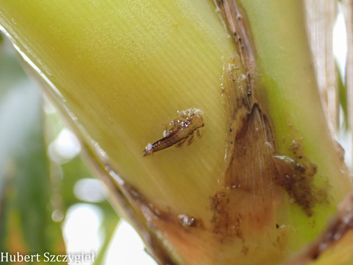 Megalagrion koelense observed 2026-03-22