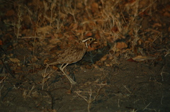Rhinoptilus cinctus
