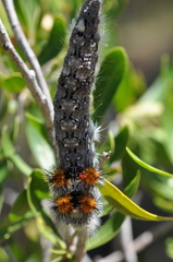 Borocera cajani