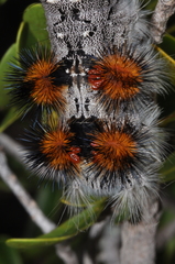 Borocera cajani