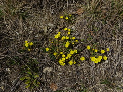 Potentilla incana