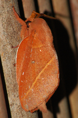 Borocera cajani