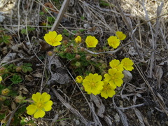 Potentilla incana