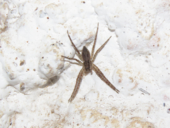 Dolomedes smithi