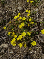 Potentilla incana