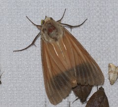 Ophiusa disjungens