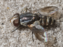 Protomiltogramma laticeps