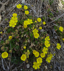Potentilla incana