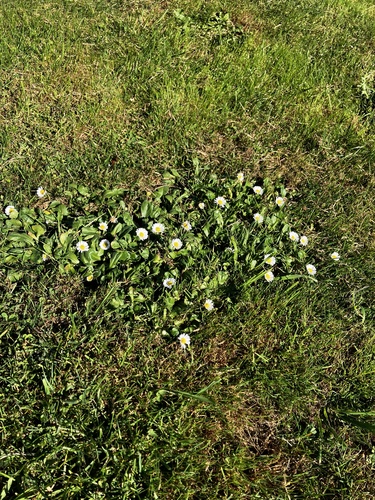 Bellis perennis