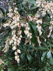 Pieris floribunda