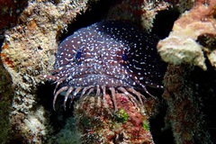 Sanopus astrifer