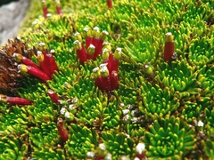 Azorella corymbosa
