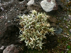 Cerastium floccosum
