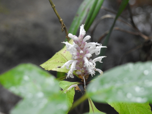 Achyrospermum observed 2026-04-22