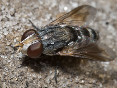 Protomiltogramma laticeps