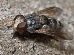 Protomiltogramma laticeps