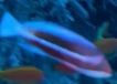 Pseudanthias taeniatus