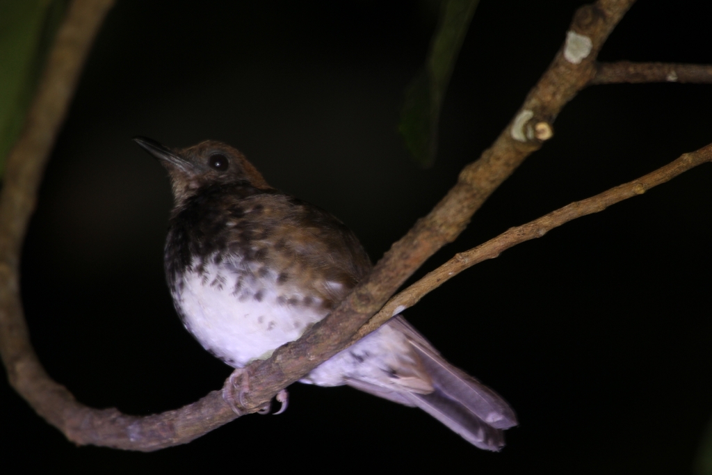 Anis enggano (Geokichla leucolaema)