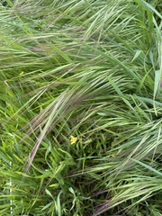 Bromus tectorum
