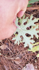 Psacaliopsis purpusii