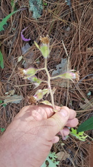 Psacaliopsis purpusii