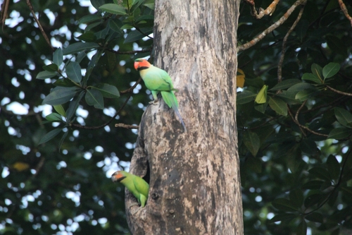 Psittacula longicauda