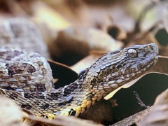 Bothrops