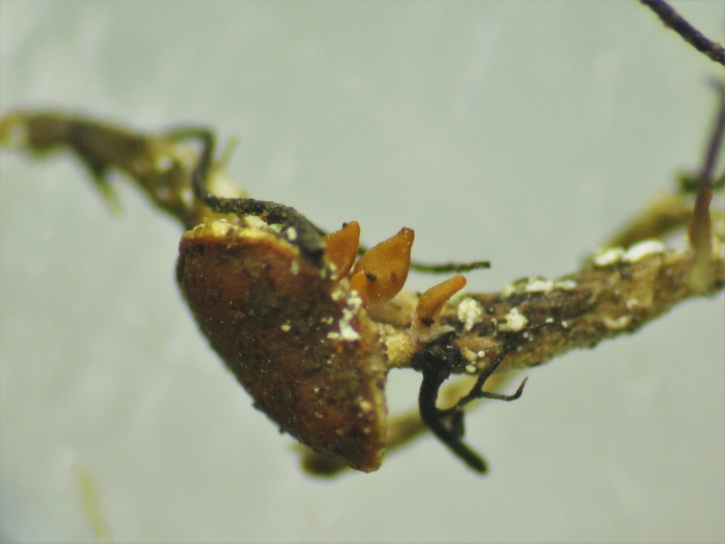 Nectria byssophila