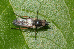 Ozodiceromyia nigrimana