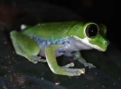 Cameroon Forest Treefrog photo 2