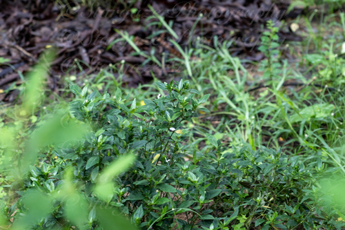 Strobilanthes japonica iNat (2)