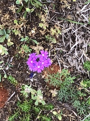 Glandularia aristigera