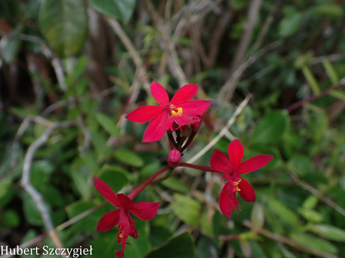 Epidendrum obrienianum observed 2026-03-22