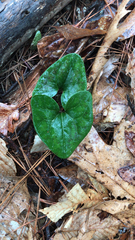 Hexastylis arifolia