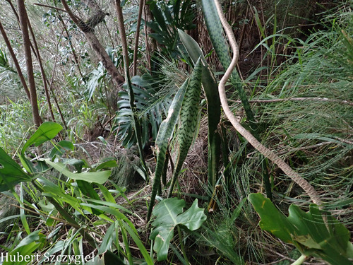Dracaena trifasciata observed 2026-03-22