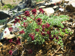 Lomatium cuspidatum