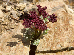 Lomatium cuspidatum