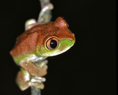 Cameroon Forest Treefrog photo 3