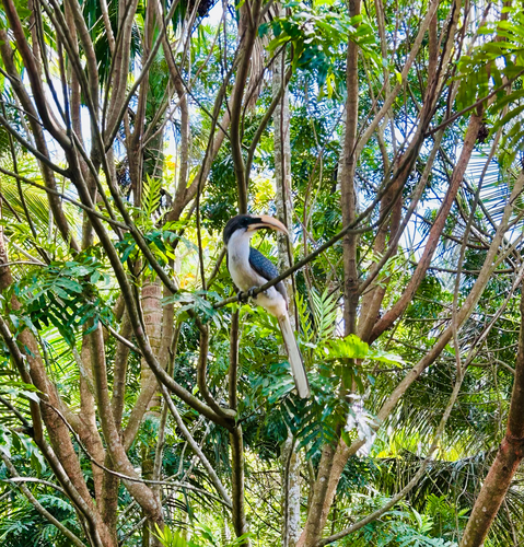 Sri Lanka Grey Hornbill